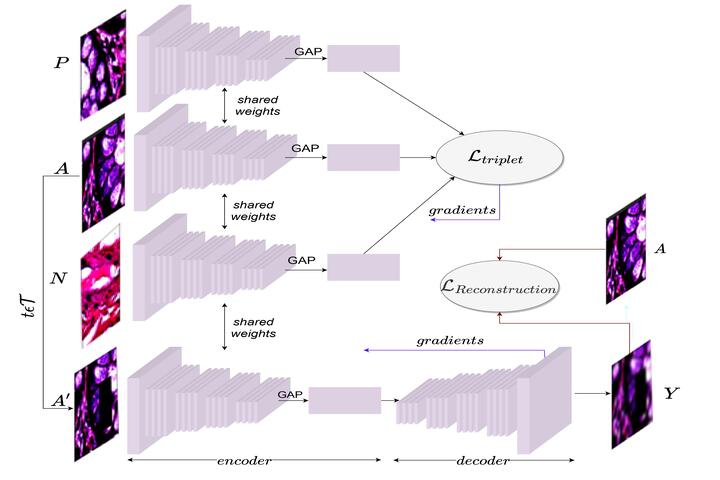 https://github.com/soumitri2001/DMTNet-CRCH/blob/main/figures/architecture.png